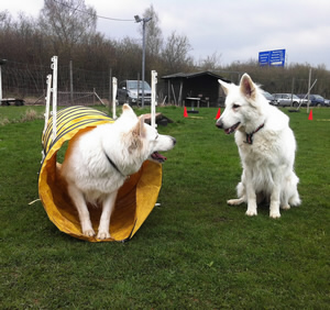 Dash & Davinia beim Agility